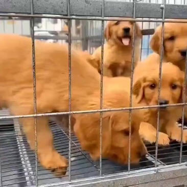 精品金毛
