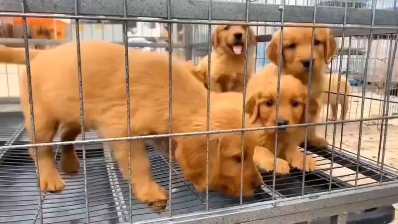 精品金毛