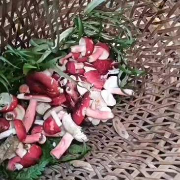 云南野生红菇