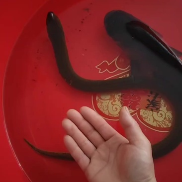 黄鳝一条