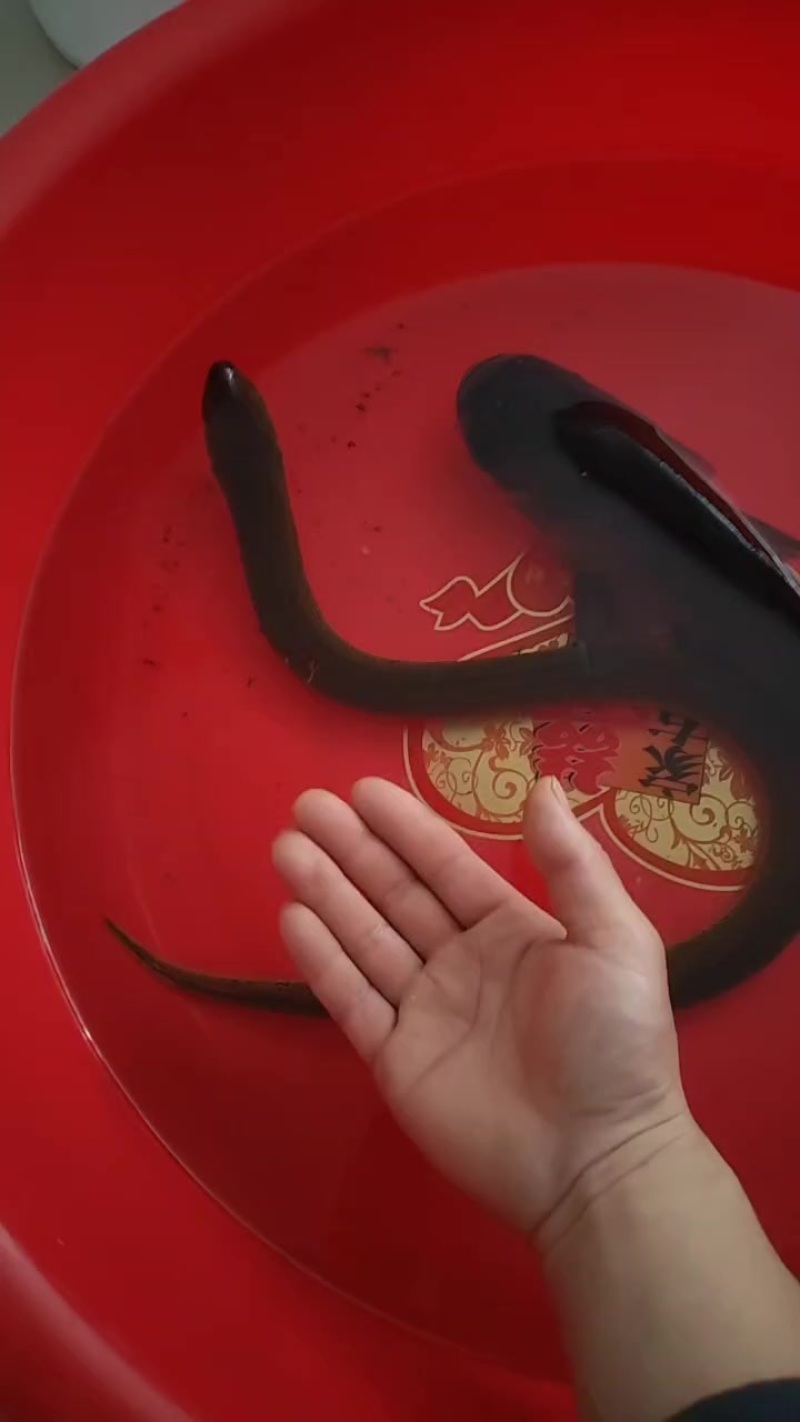 黄鳝一条