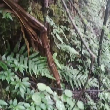 木通腾