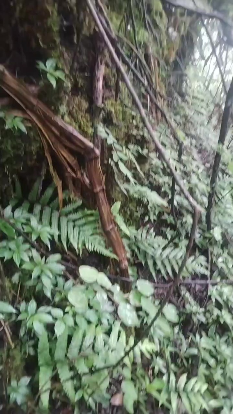 木通腾