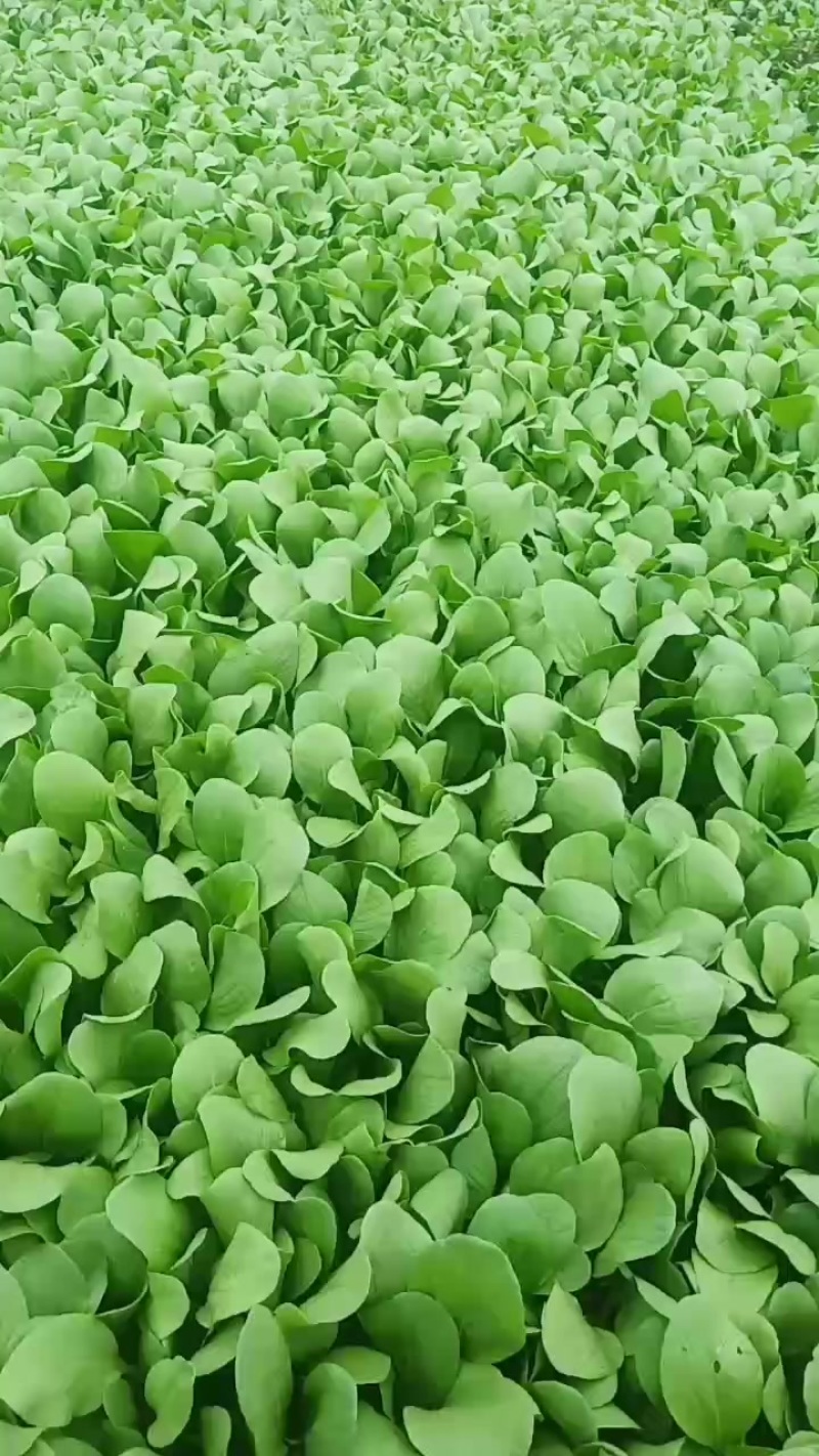 精品鸡毛菜