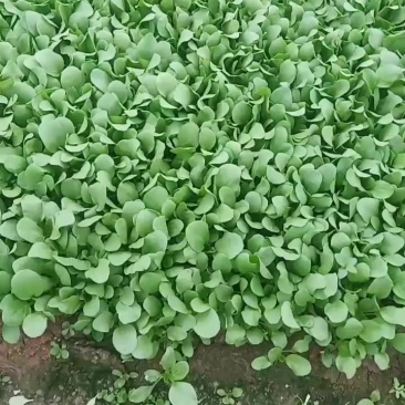 精品鸡毛菜