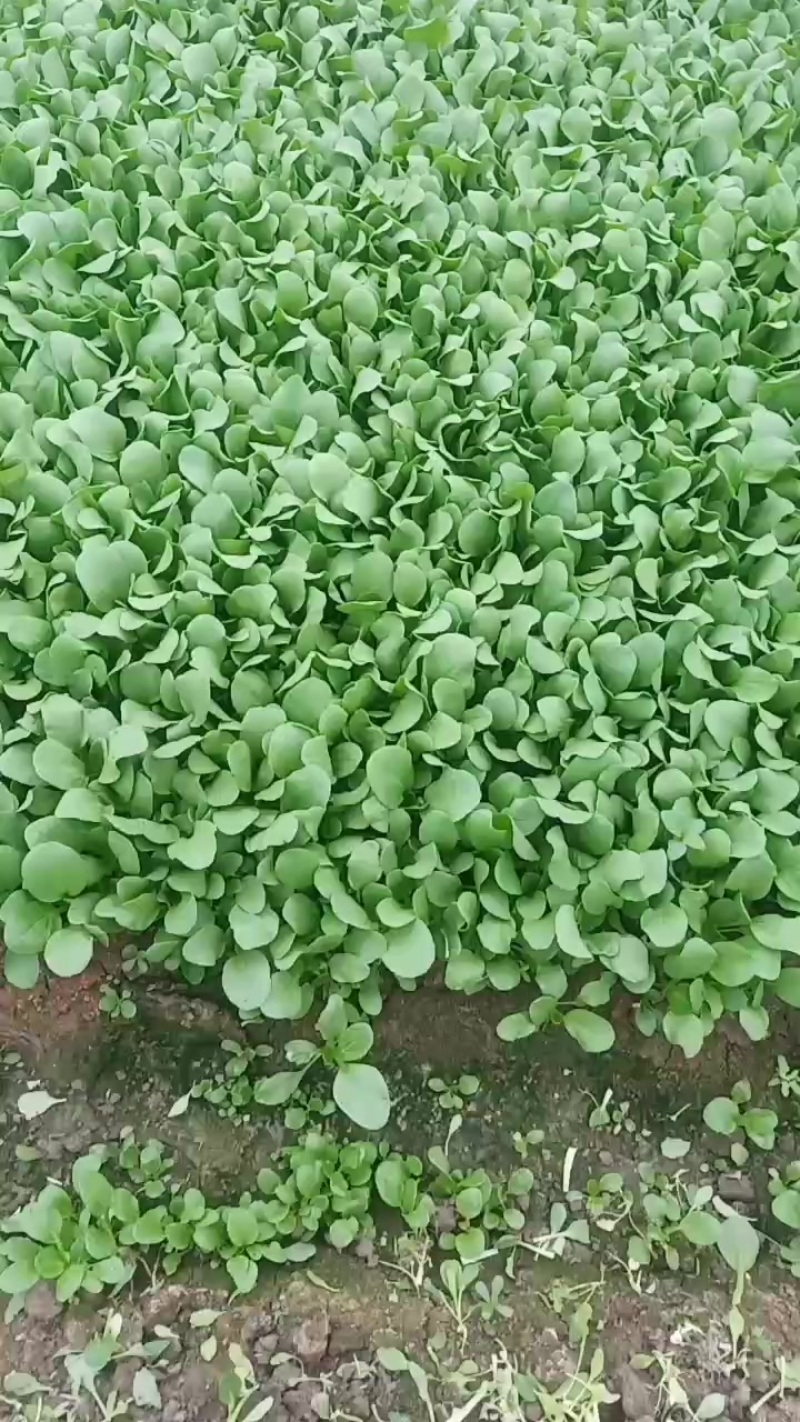 精品鸡毛菜