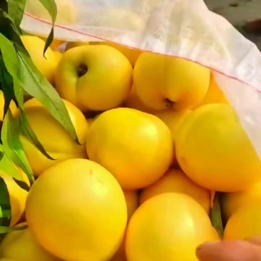 黄油桃红油桃大量上市