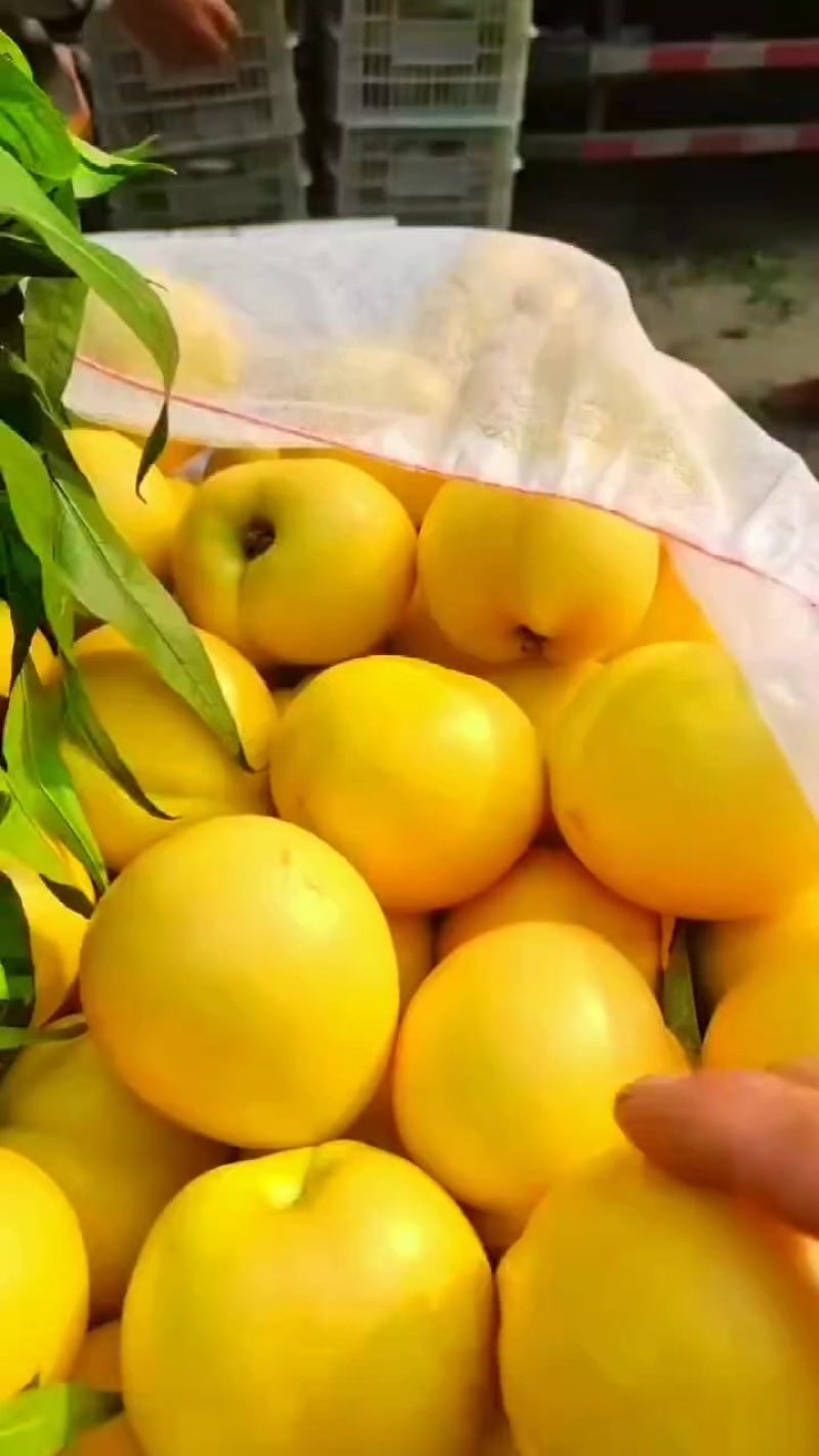 黄油桃红油桃大量上市