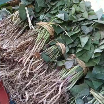 产地多品种地瓜苗热销中