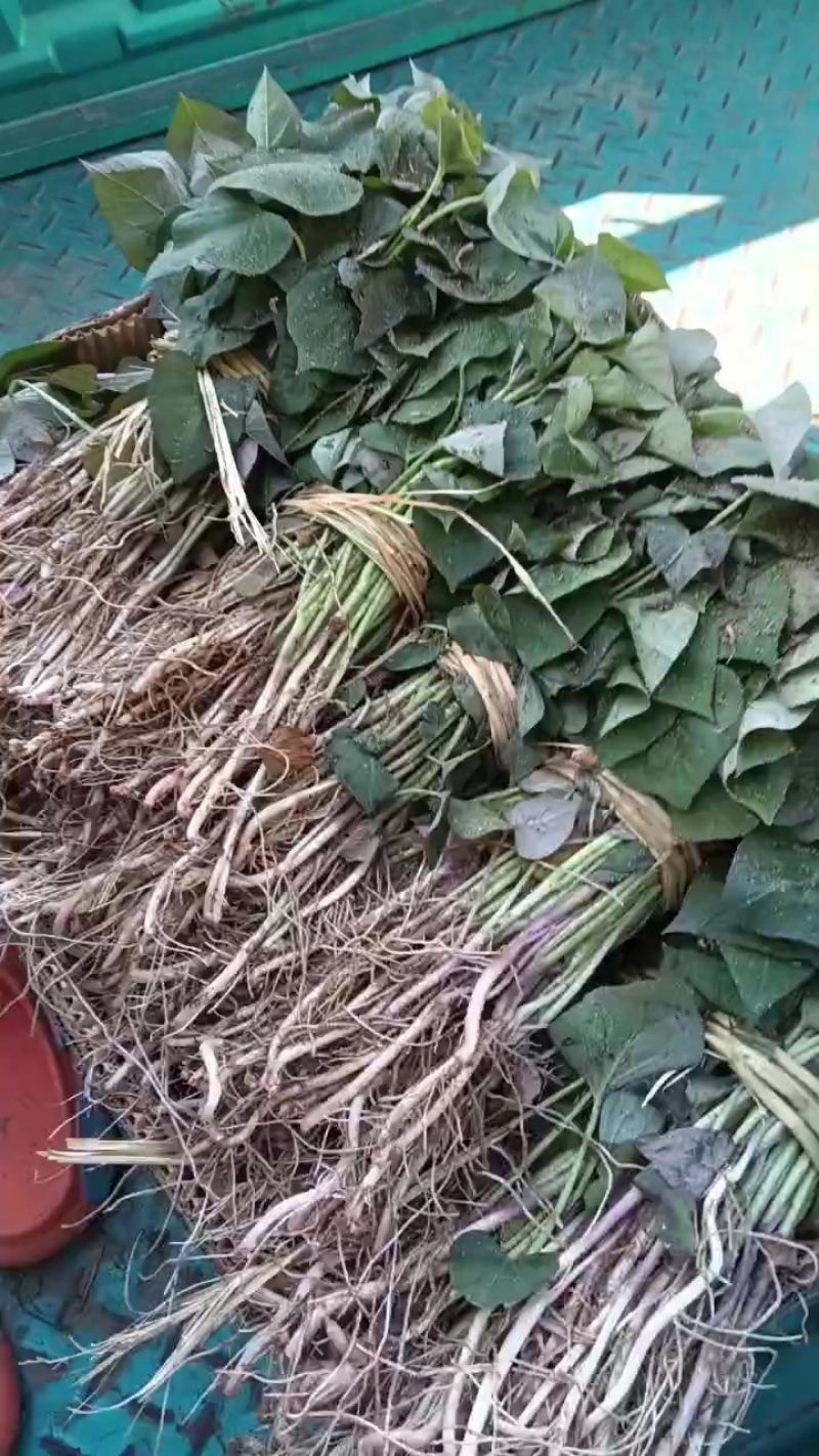 产地多品种地瓜苗热销中
