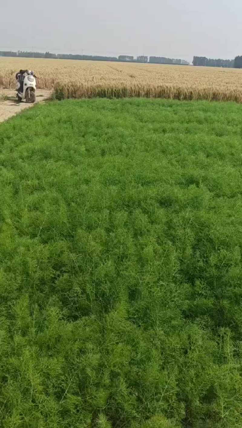 精品茴香苗