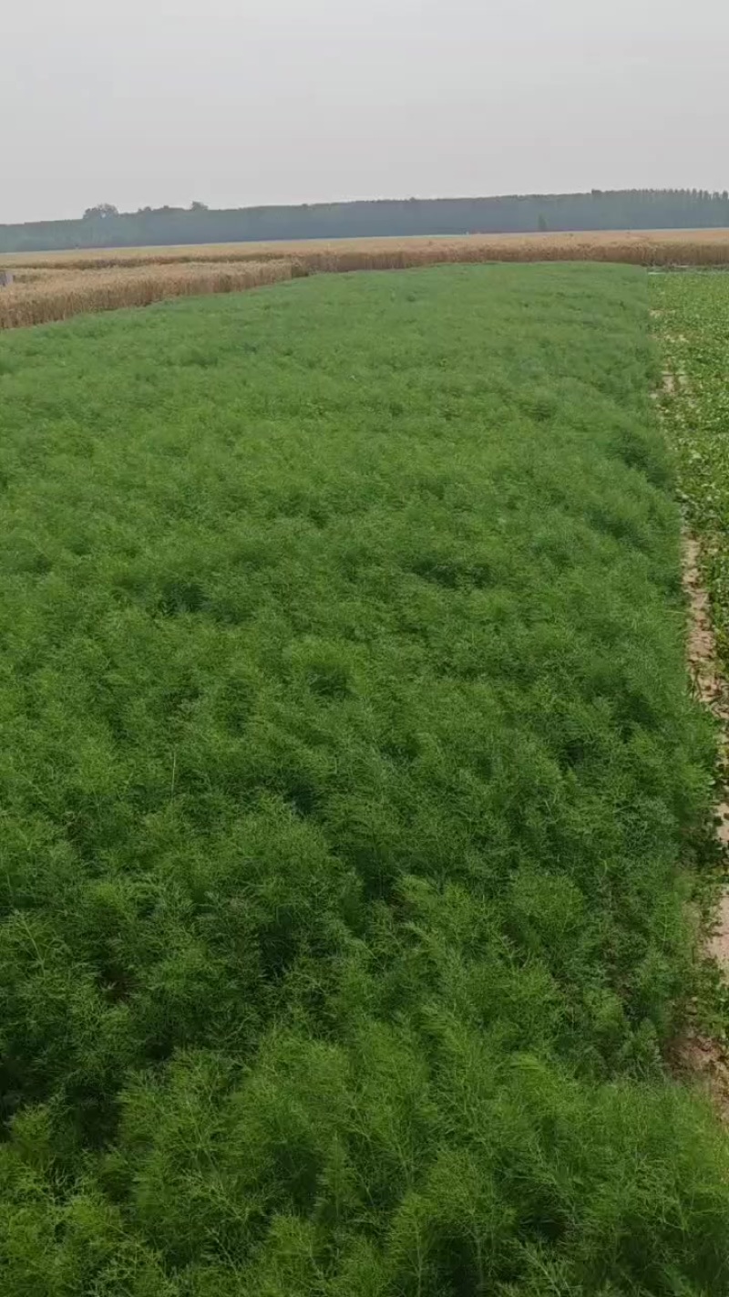 精品茴香苗
