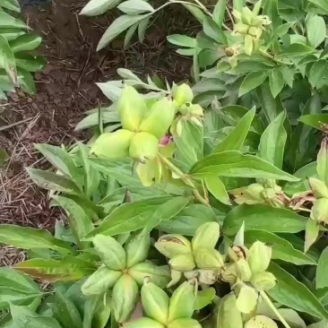 赤芍角，杂花赤芍角。500亩