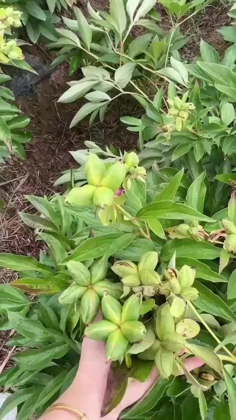 赤芍角，杂花赤芍角。500亩