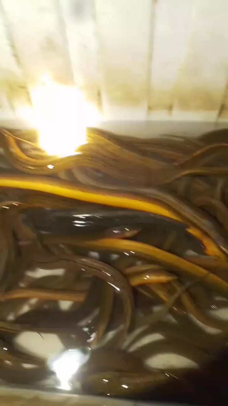 黄鳝有需要的老板联系我