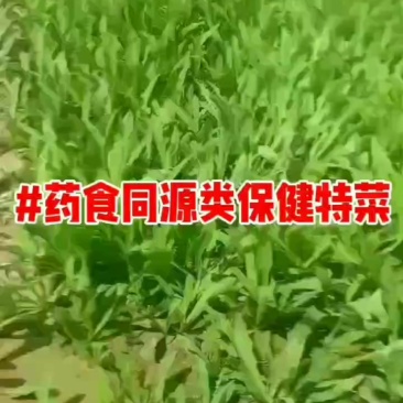 叶菜特菜曲麻菜