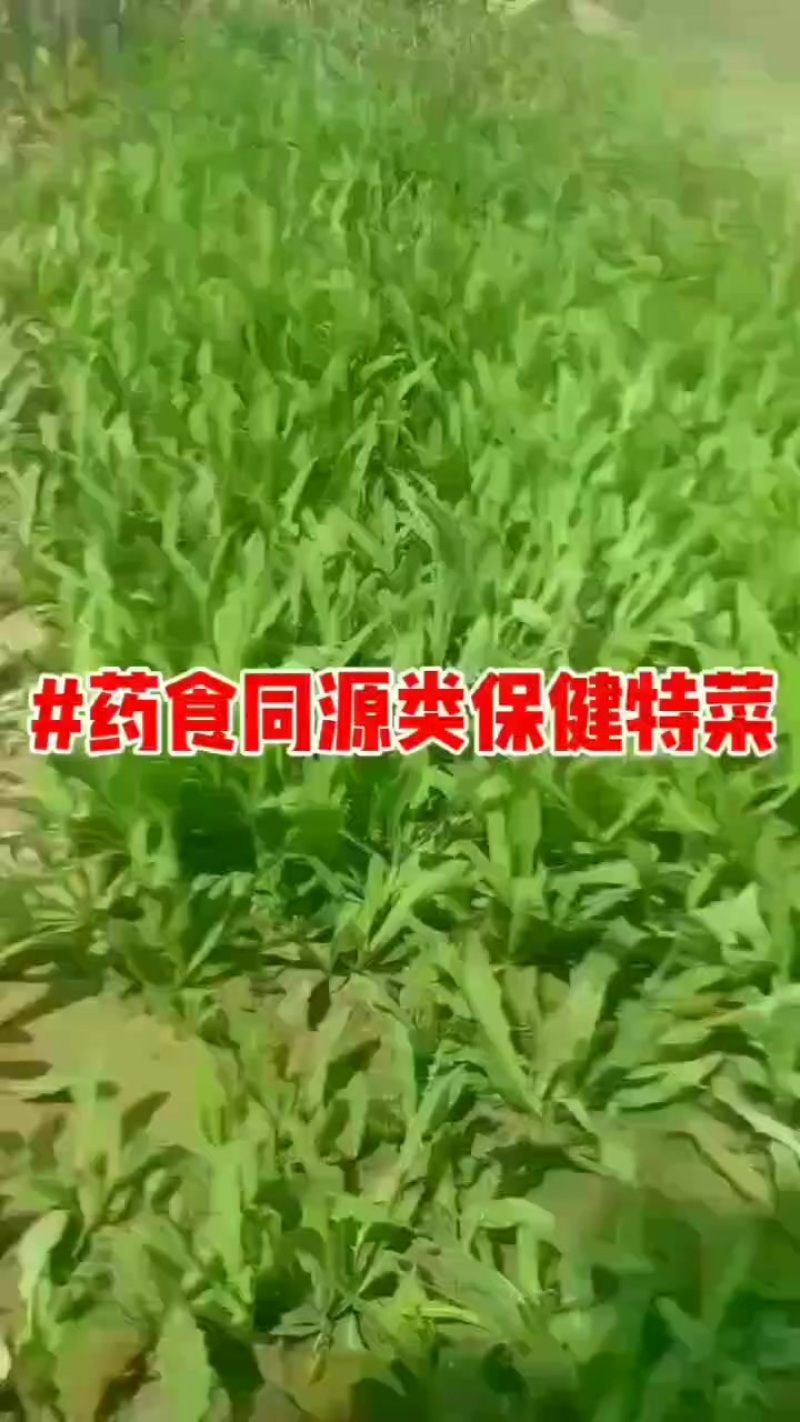 叶菜特菜曲麻菜