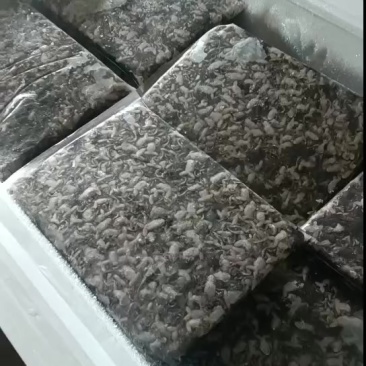 广西地区，泰蛙苗，蝌蚪，开口蛙，小四脚，活，鲜活冰，