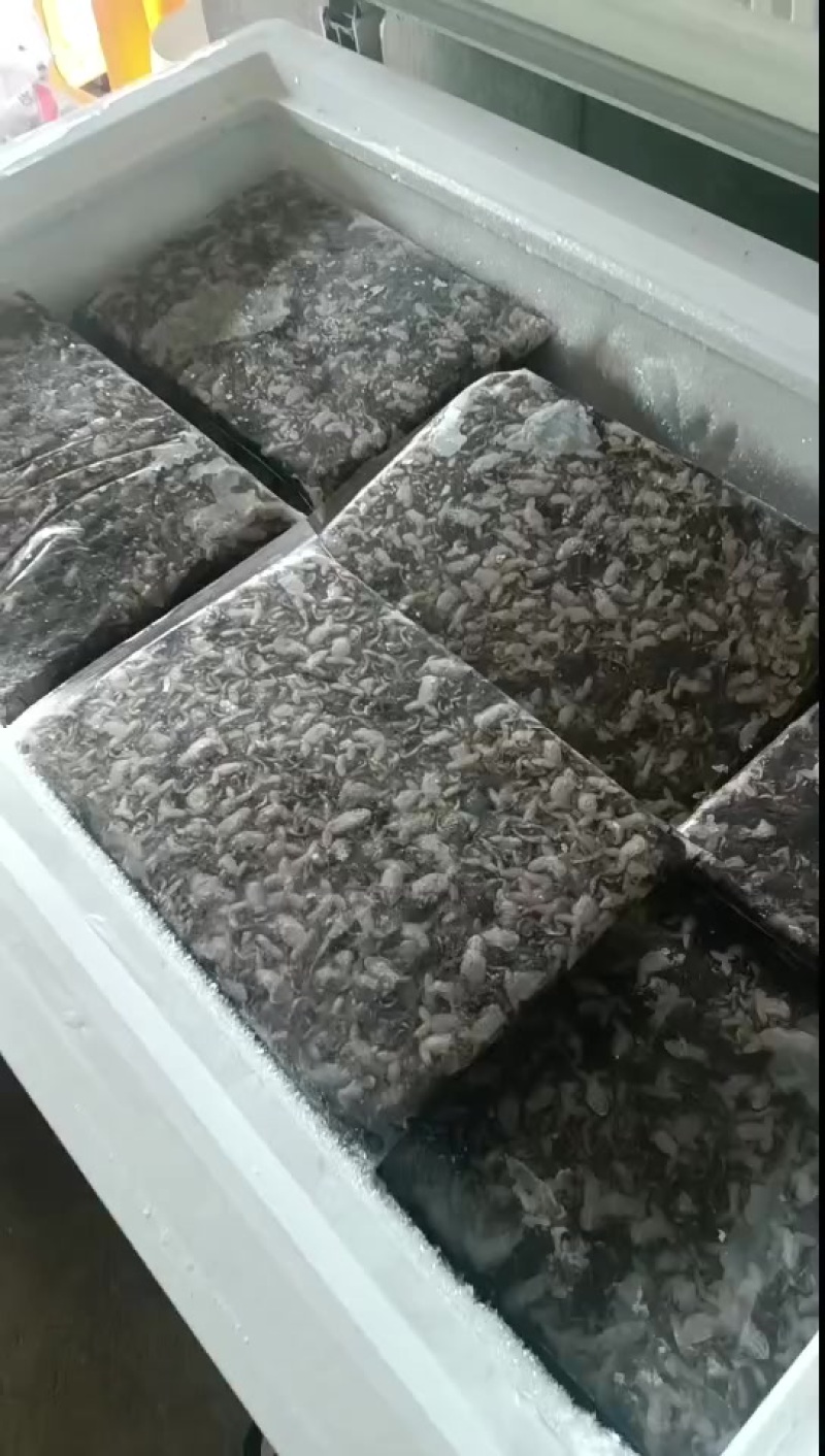 广西地区，泰蛙苗，蝌蚪，开口蛙，小四脚，活，鲜活冰，