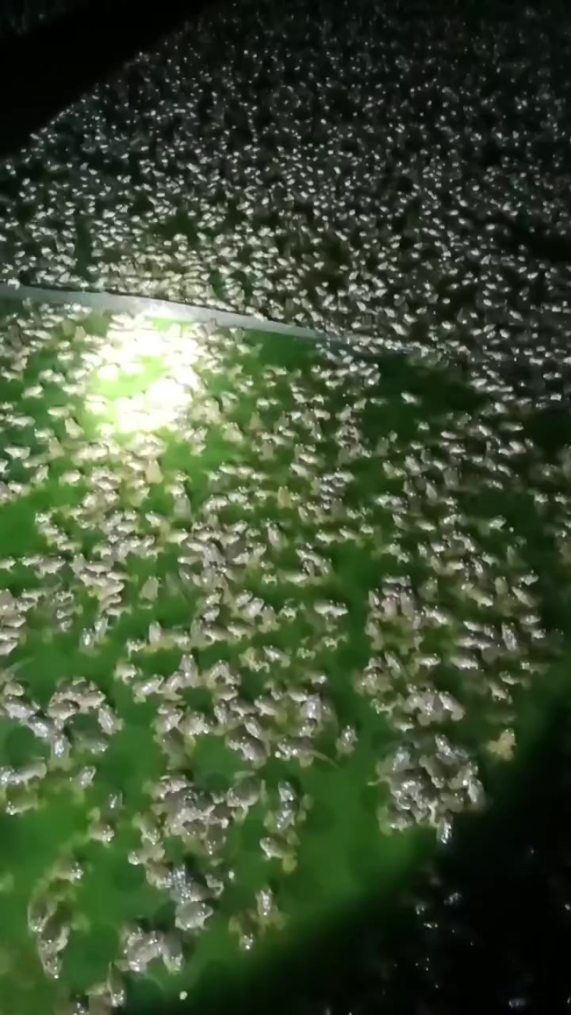 广西地区，泰蛙苗，蝌蚪，开口蛙，小四脚，活，鲜活冰，