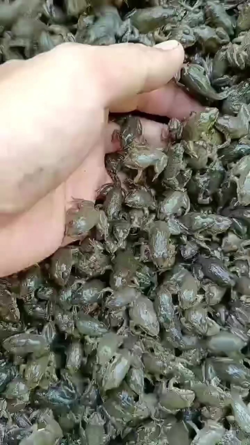 广西地区，泰蛙苗，蝌蚪，开口蛙，小四脚，活，鲜活冰，