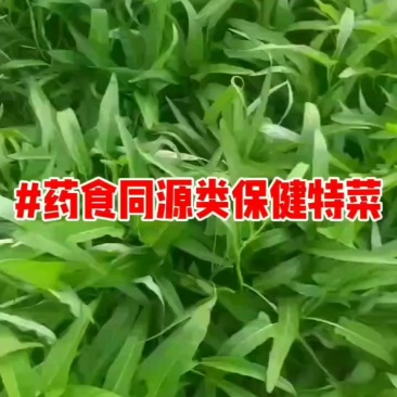 #药食同源类保健特菜