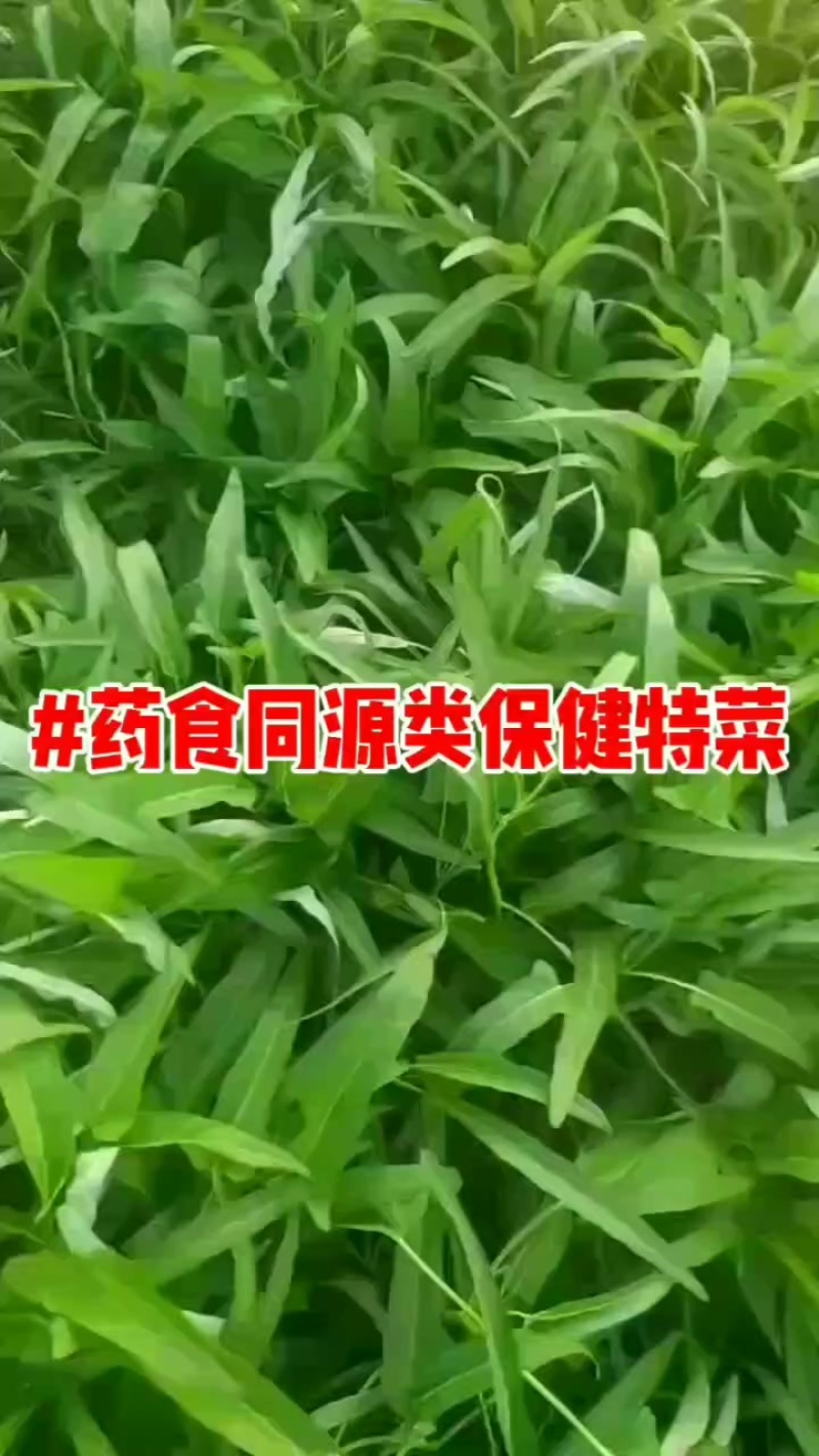 #药食同源类保健特菜