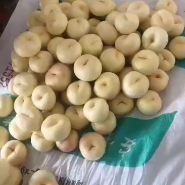 山东蒙阴蜜桃