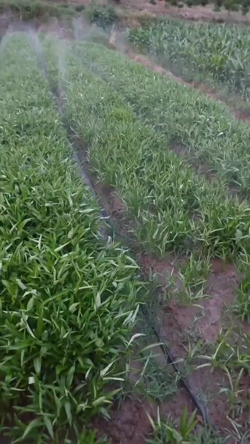 优质空心菜