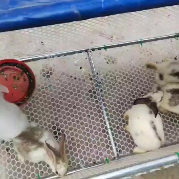 肉兔