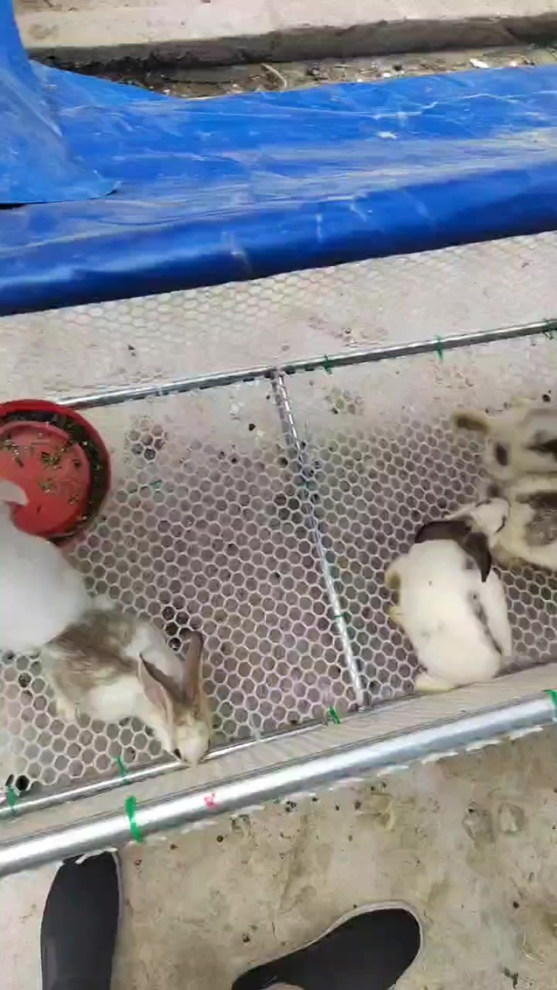 肉兔