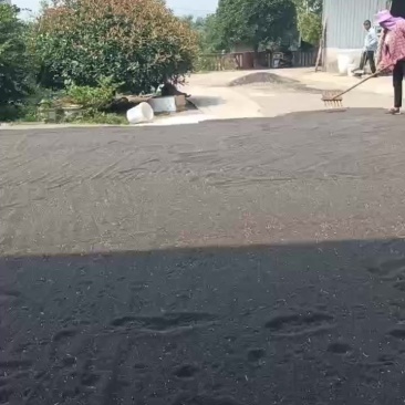 油菜籽含油41