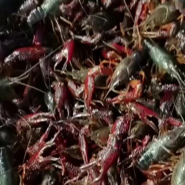 深水养殖小龙虾。一两以上炮头一两至一两五
