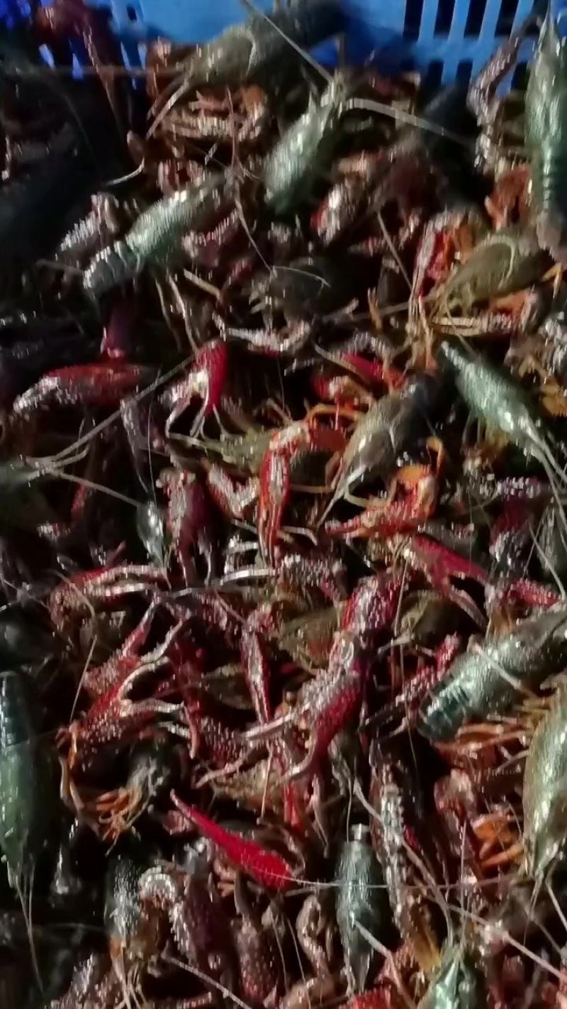 深水养殖小龙虾。一两以上炮头一两至一两五