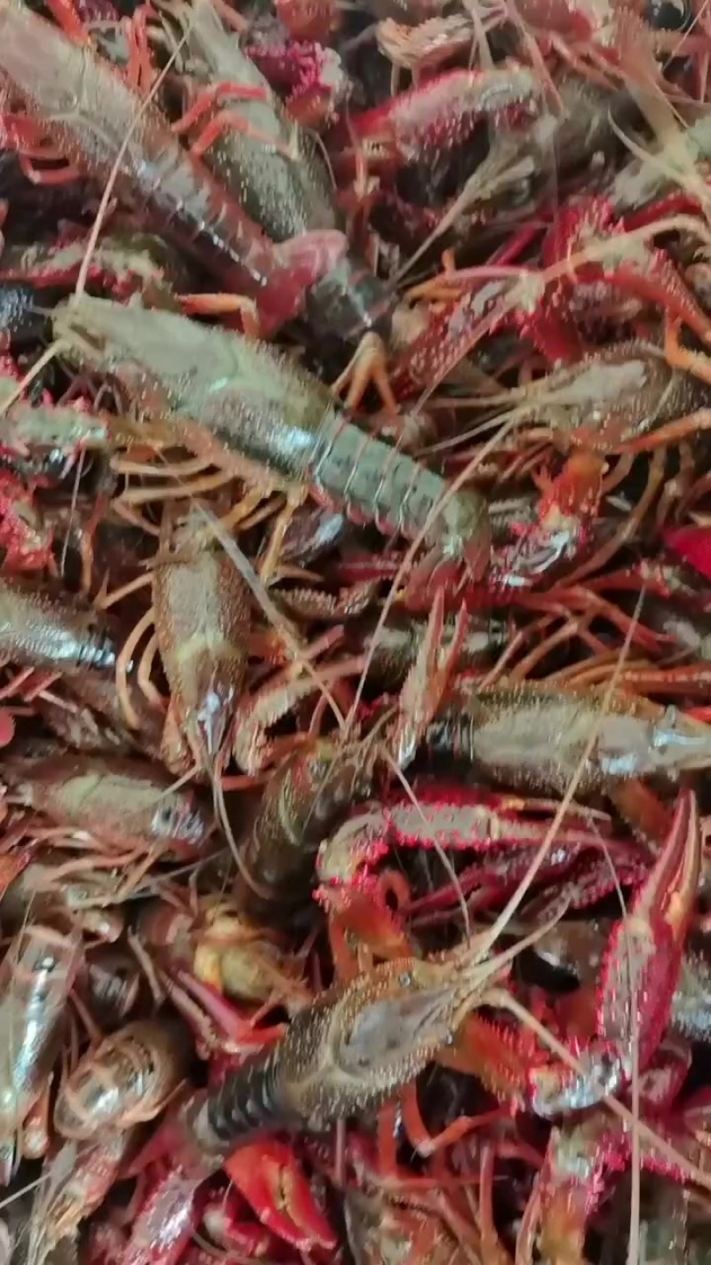 深水养殖小龙虾。一两以上炮头一两至一两五