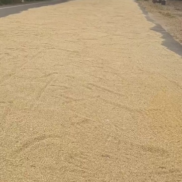 优质小麦