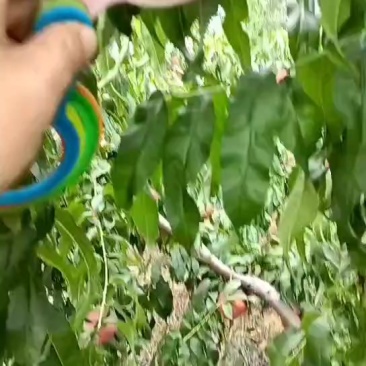 光果金灿黄桃，个头大，甜度高，果面干净