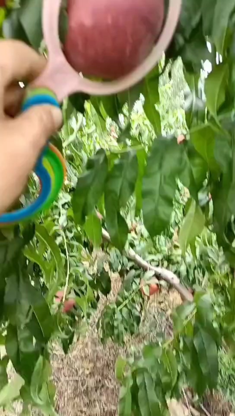 光果金灿黄桃，个头大，甜度高，果面干净