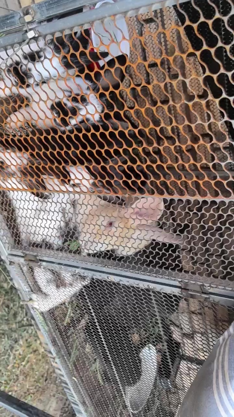 肉兔子出售