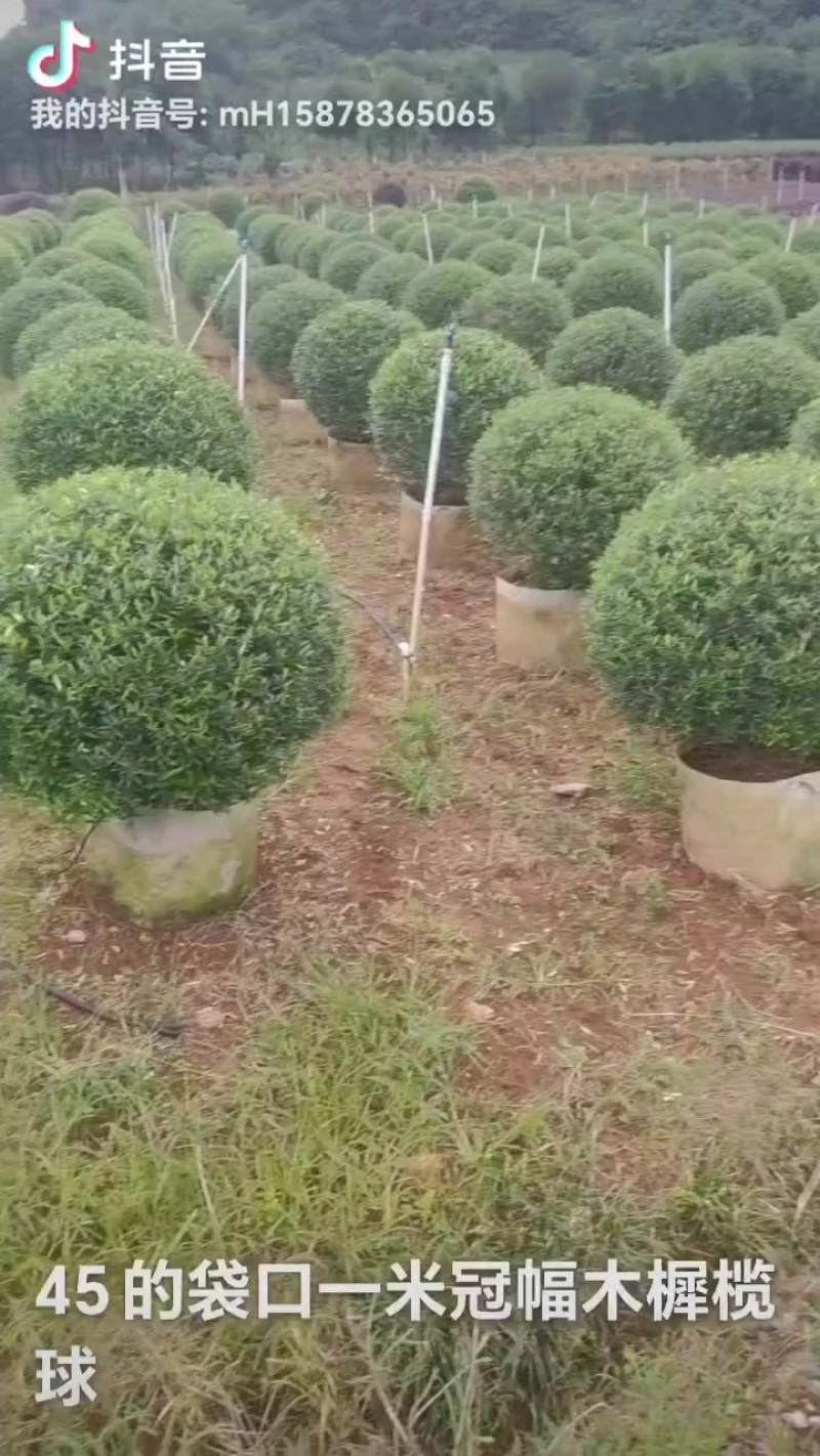 木樨榄球