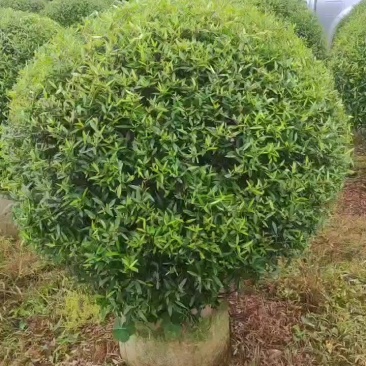 木樨榄球
