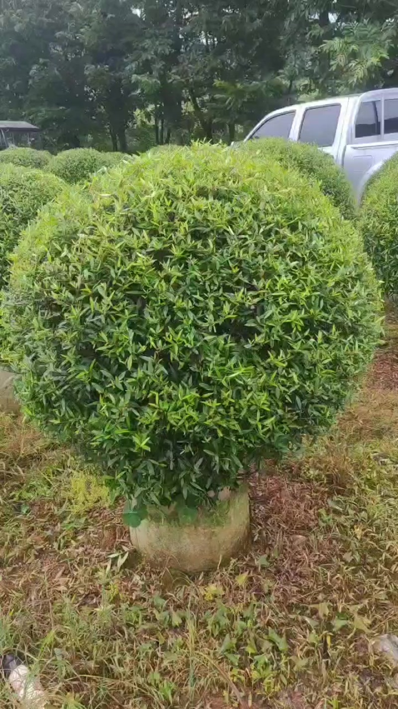 木樨榄球