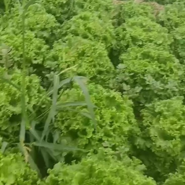 叶生菜