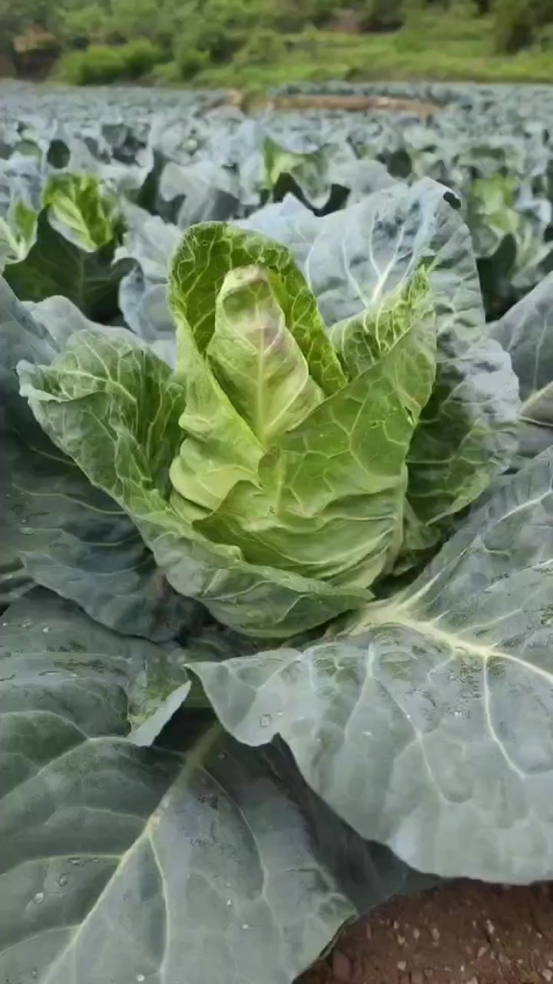 甘蓝.扁包莱，原产地直发，一手货源。大量现货