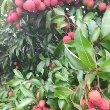荔枝