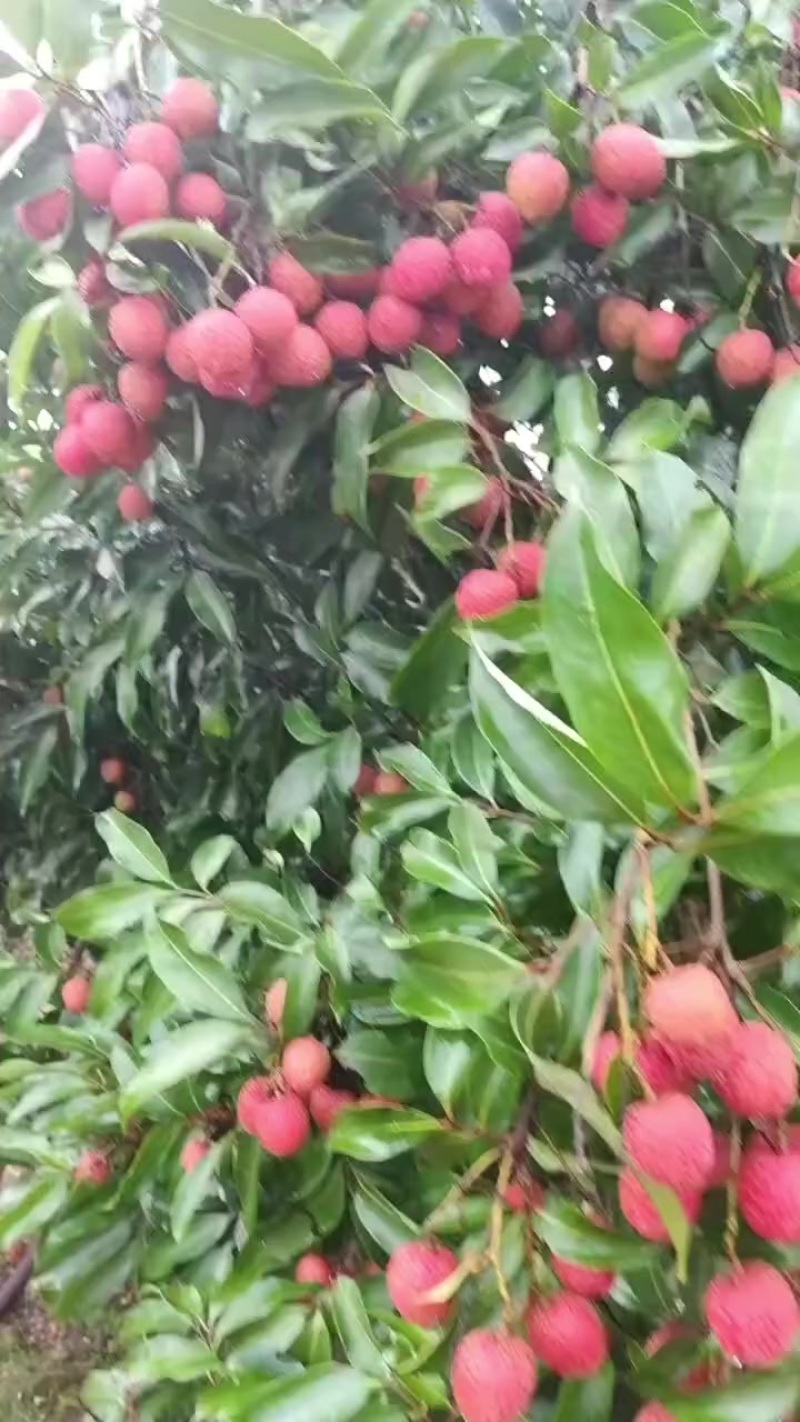 荔枝
