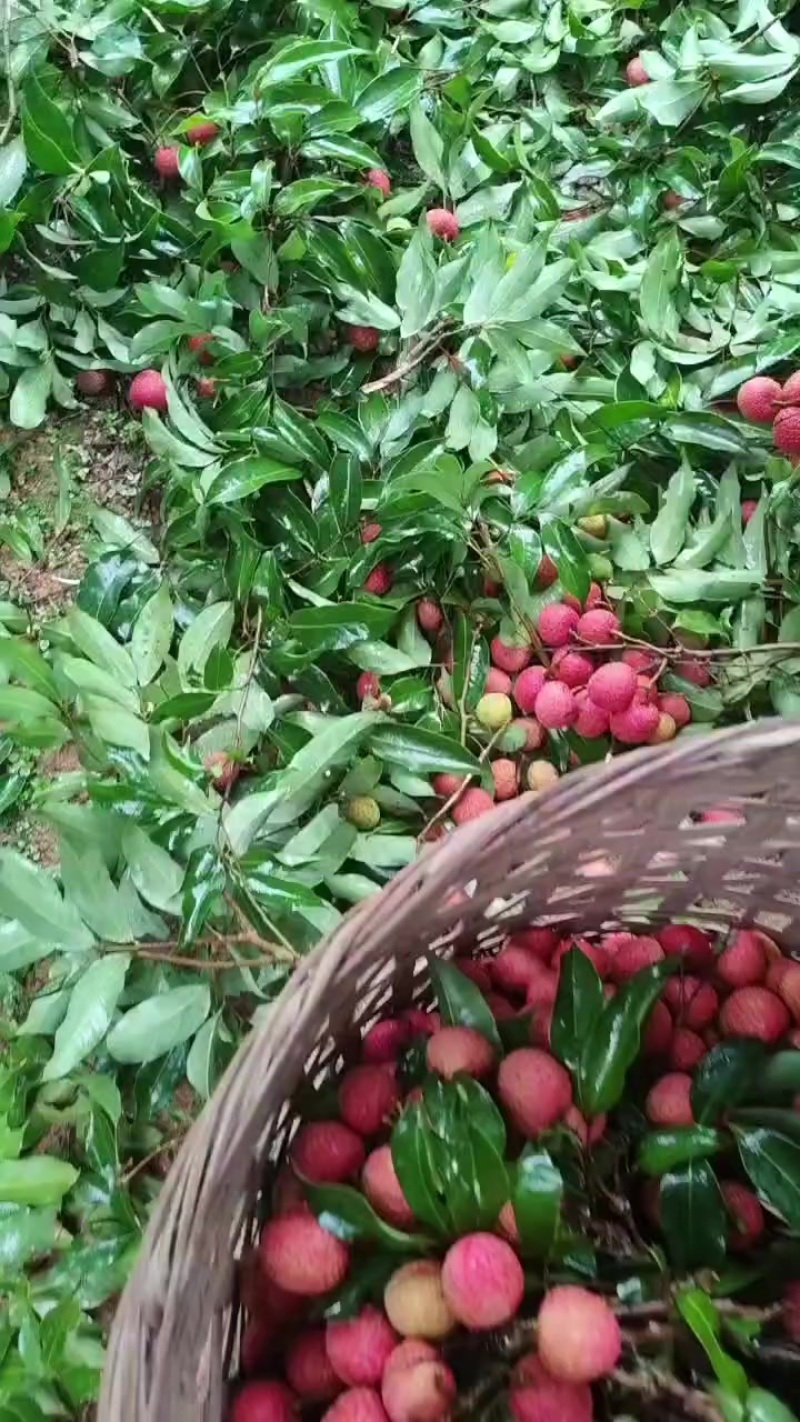 荔枝