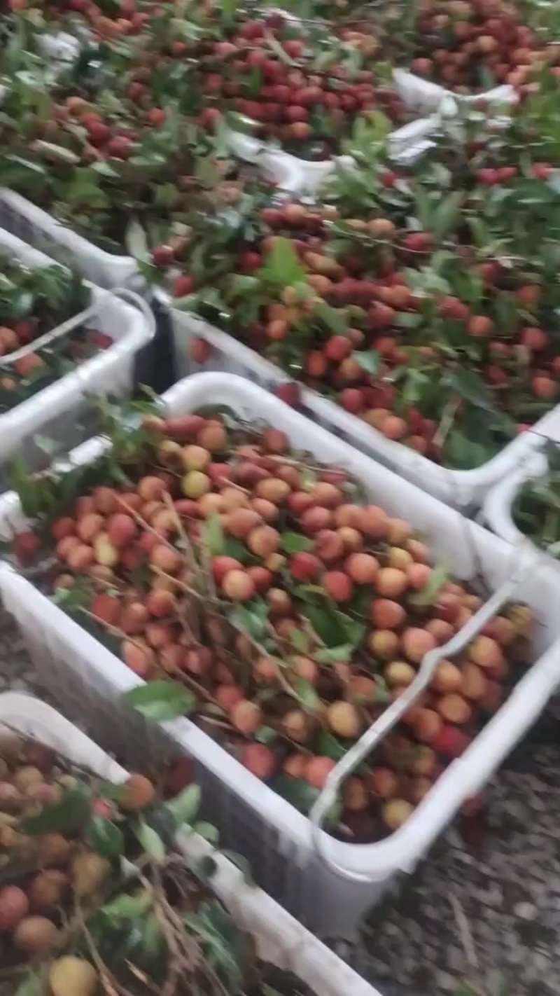荔枝