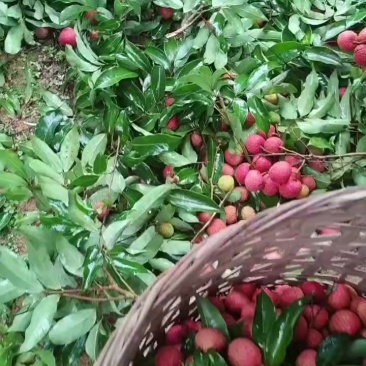 荔枝