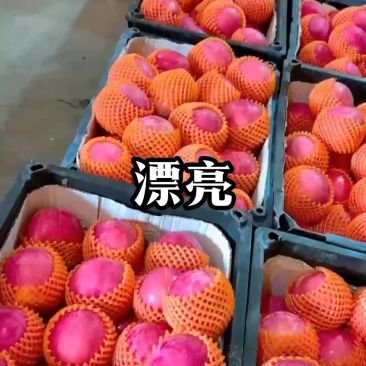 红富士苹果